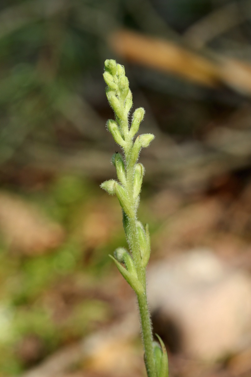 Image of Goodyera repens specimen.