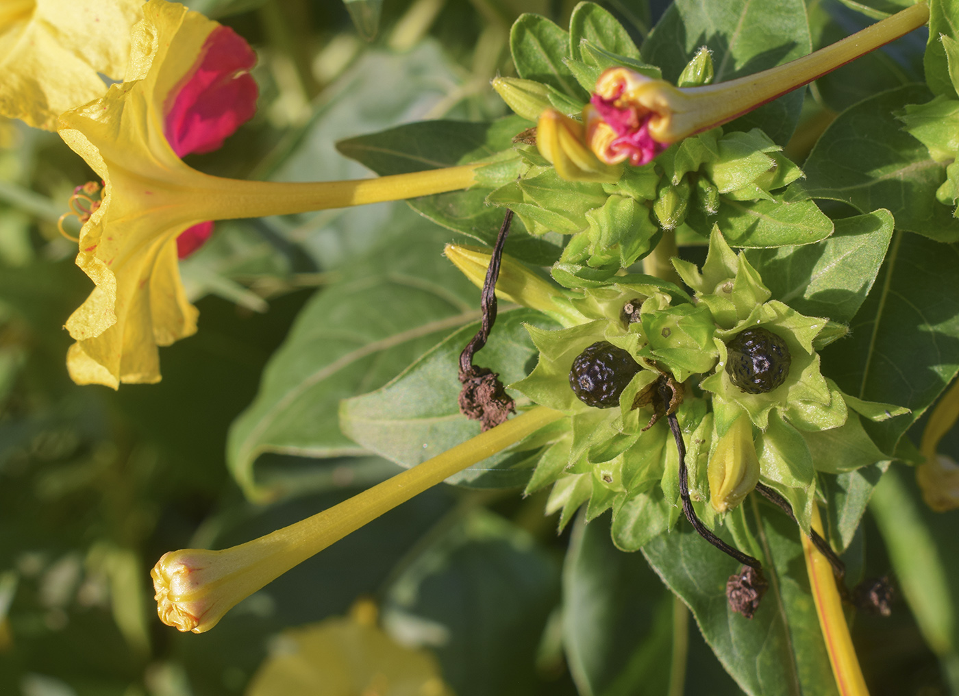 Image of Mirabilis jalapa specimen.