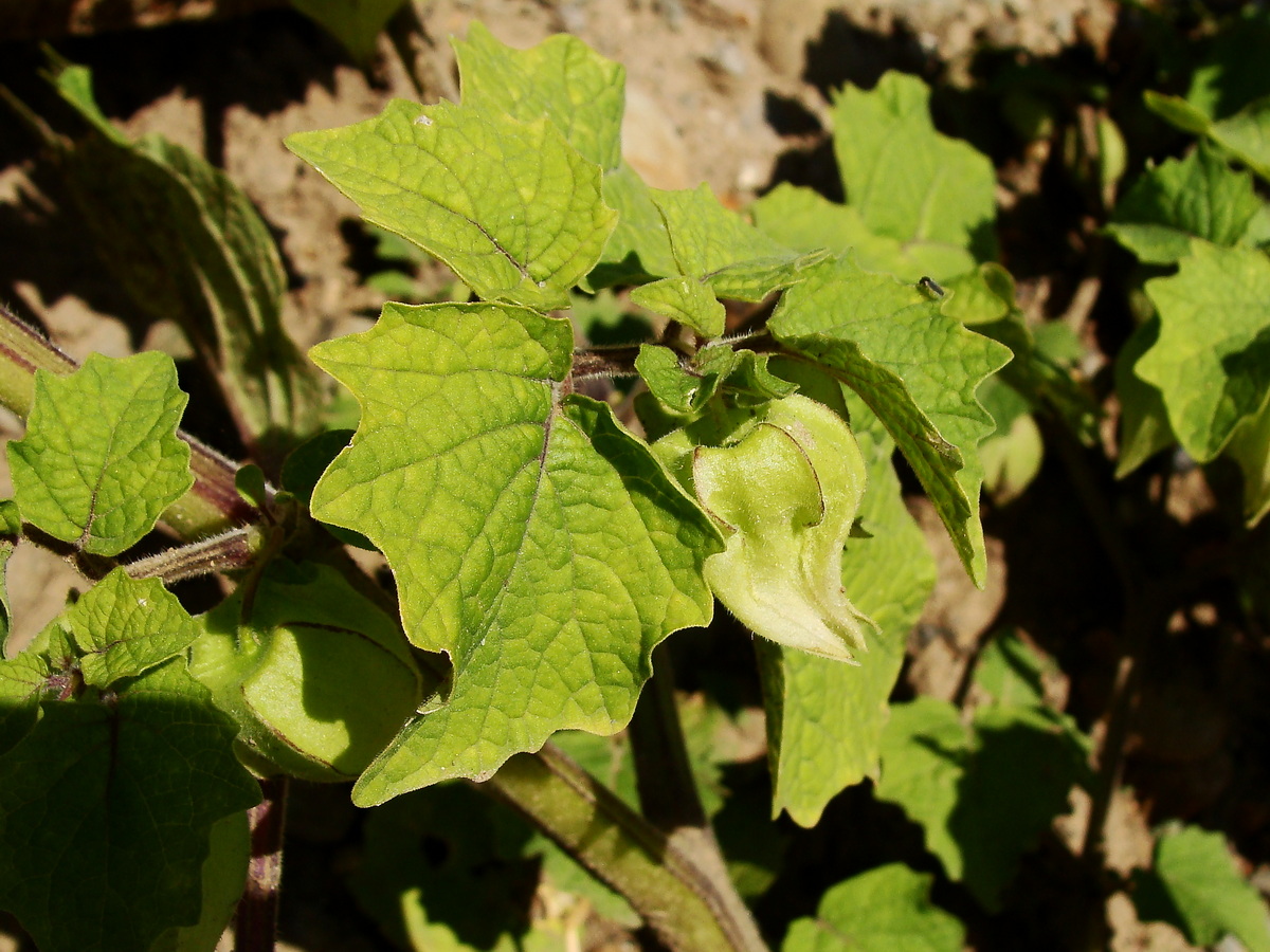 Изображение особи Physalis pubescens.