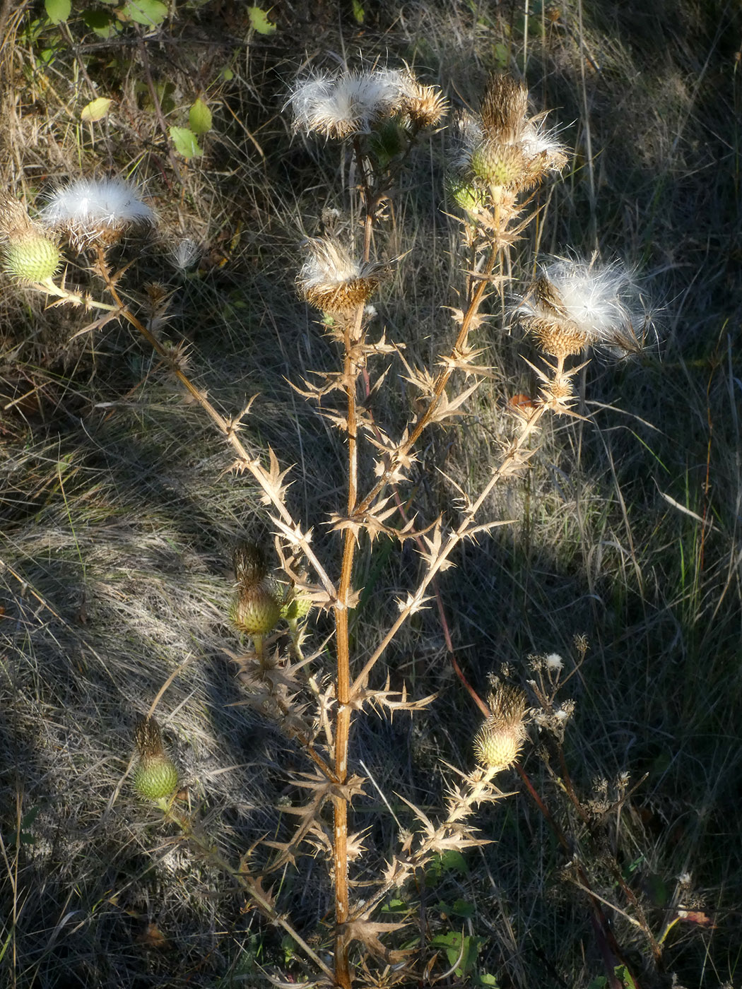 Изображение особи Cirsium vulgare.