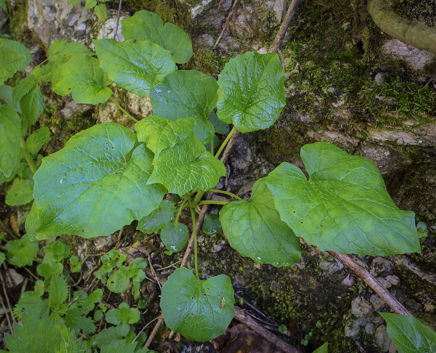 Image of Valeriana alliariifolia specimen.