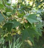 Image of taxon representative. Author is Григорий Токарев