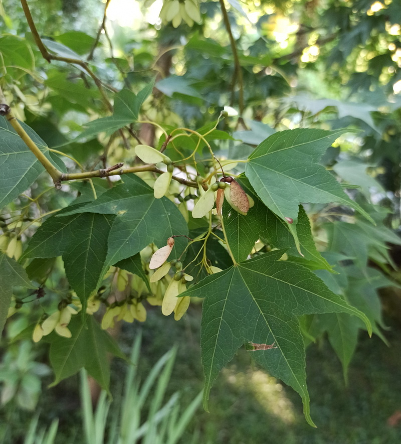 Image of Acer serrulatum specimen.