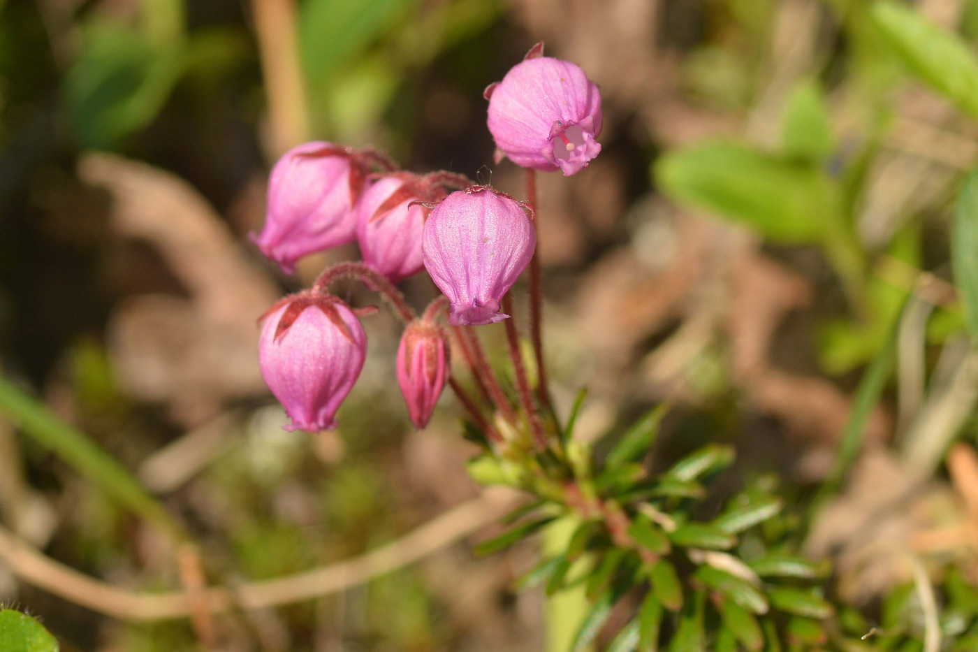 Image of Phyllodoce caerulea specimen.