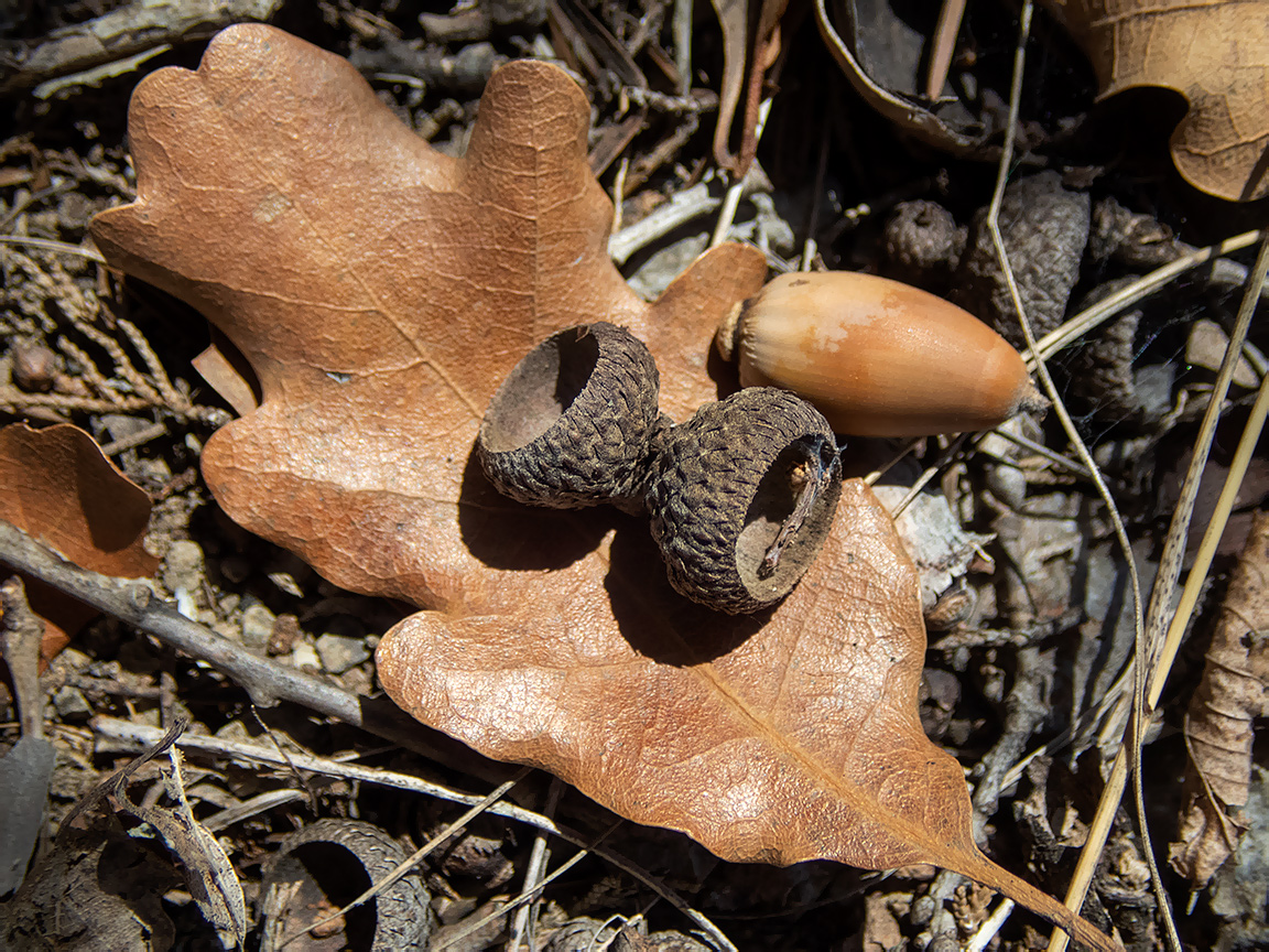 Изображение особи род Quercus.