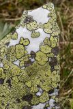 Rhizocarpon geographicum. Скопление талломов с апотециями на камне (тёмные талломы - другой вид). Республика Башкортостан, Белорецкий р-н, Природный парк «Иремель», гора Большой Иремель, выс. 1582 м н.у.м., на вершине на куске кварца. 12.06.2025.