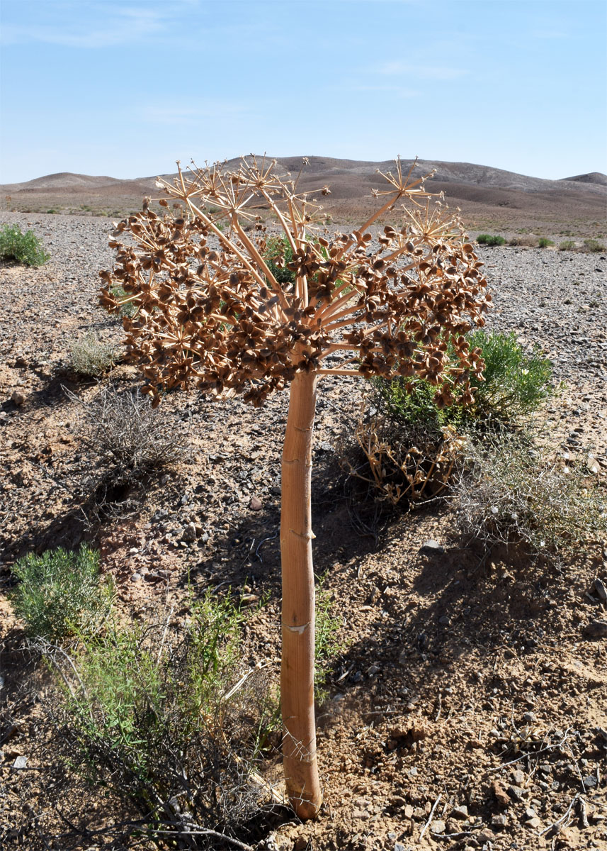 Изображение особи Ferula foetida.