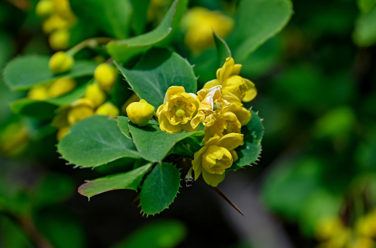 Изображение особи Berberis diaphana.
