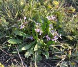 Chorispora tenella. Цветущее растение. Астрахань, 19.04.2011.