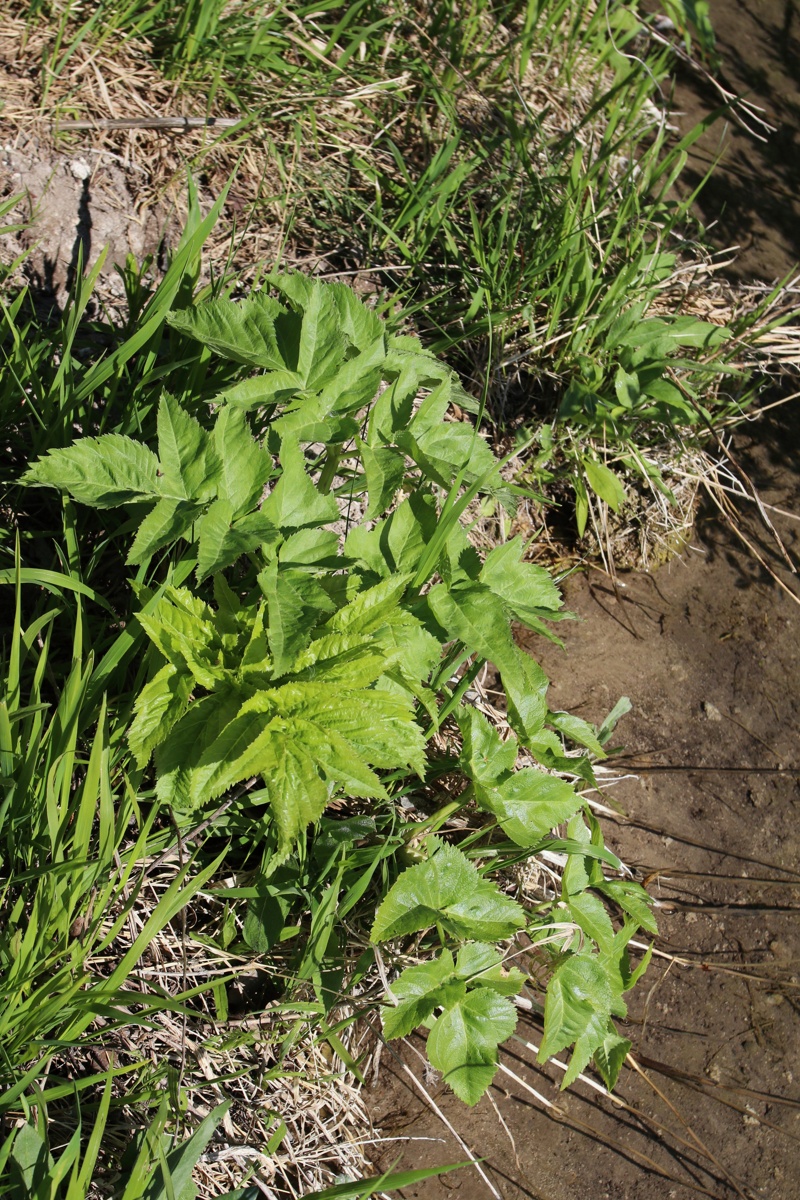 Image of Archangelica officinalis specimen.