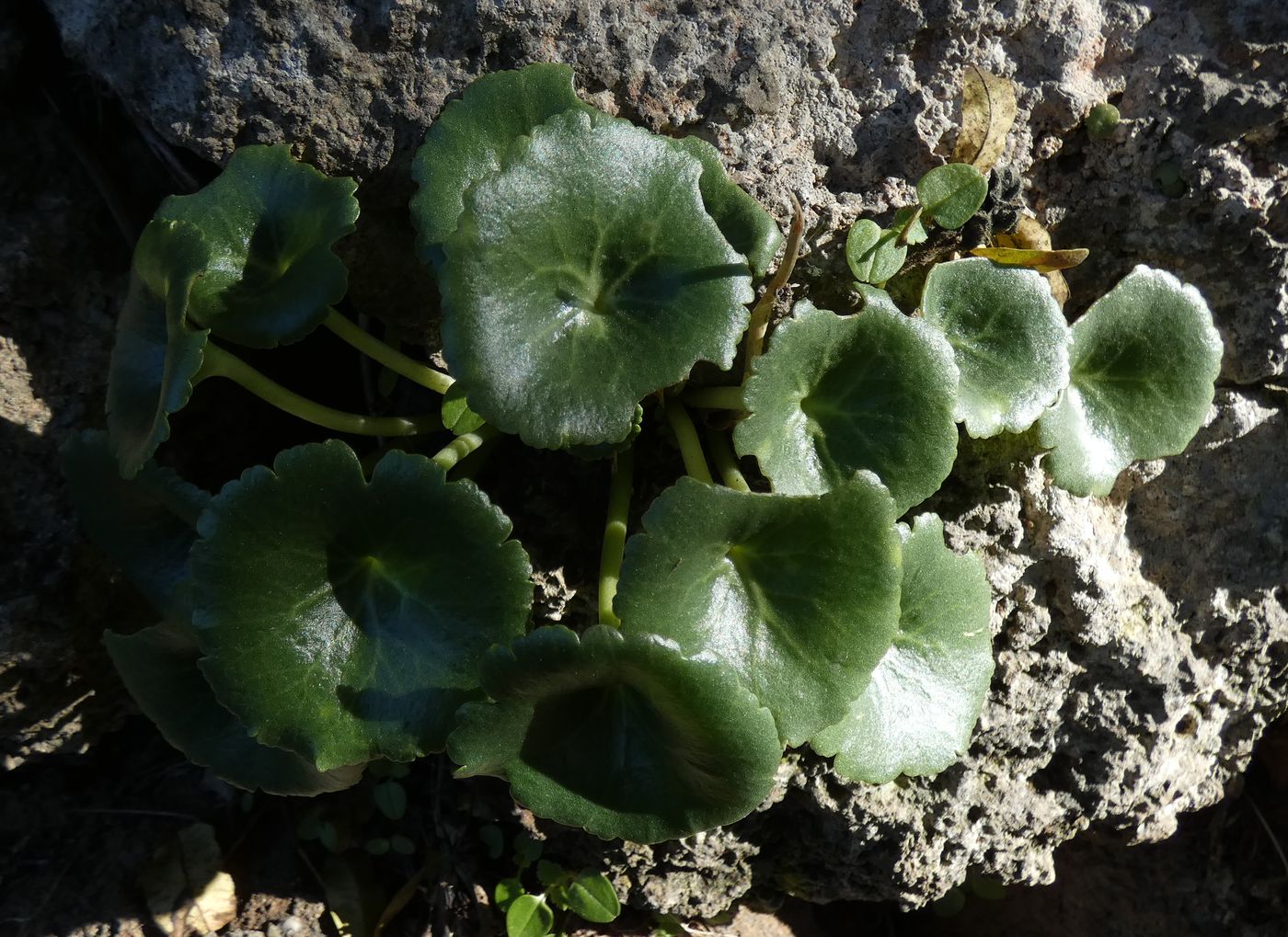 Image of genus Umbilicus specimen.
