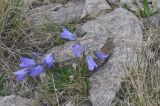 род Campanula. Цветущие растения. Кабардино-Балкария, Эльбрусский р-н, восточный склон горы Чегет, выс. ок. 2900 м н.у.м., среди камней. 23 июня 2018 г.