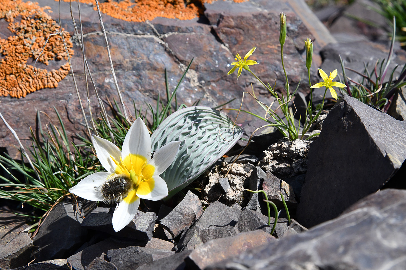 Изображение особи Tulipa regelii.