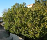 род Myoporum. Верхушки крон вегетирующего растения. Испания, автономное сообщество Эстремадура, пров. Бадахос, г. Бадахос, озеленение. Январь.