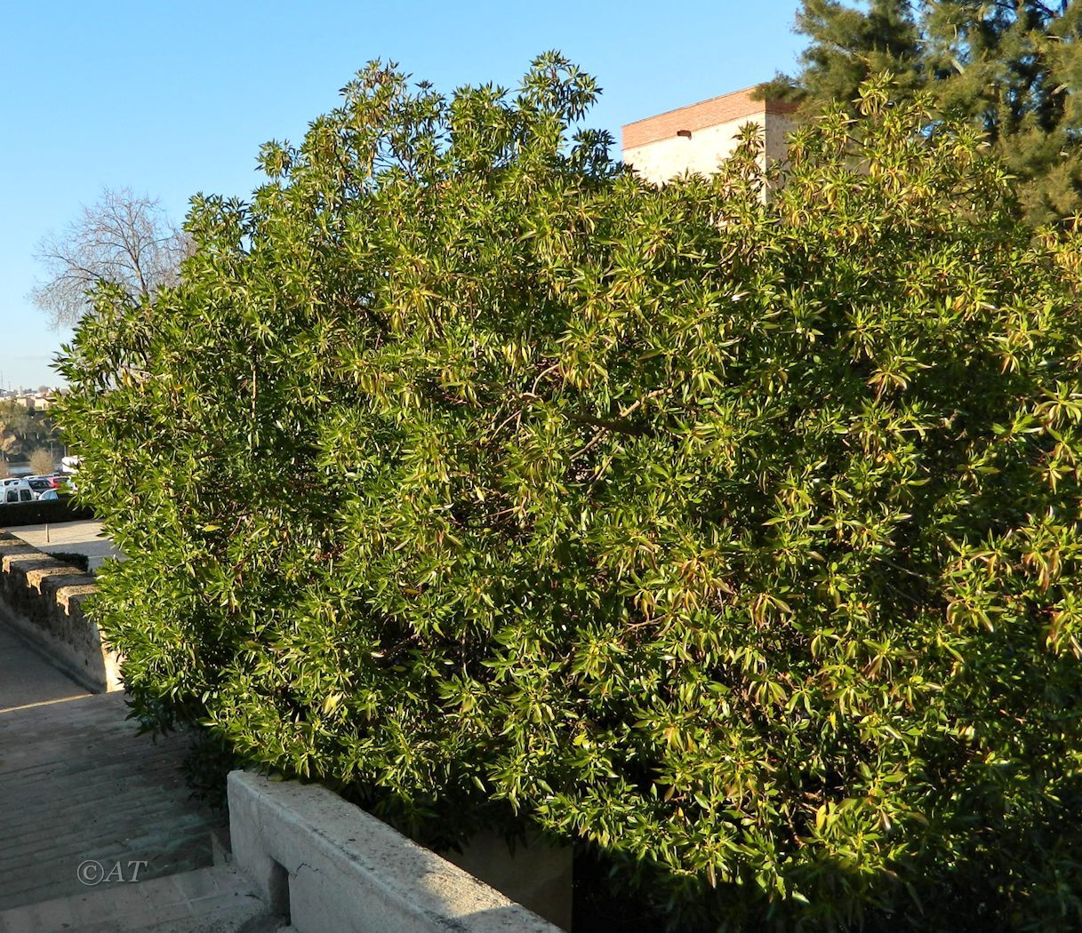 Изображение особи род Myoporum.