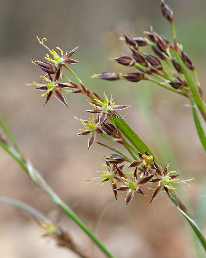 Изображение особи Luzula forsteri.