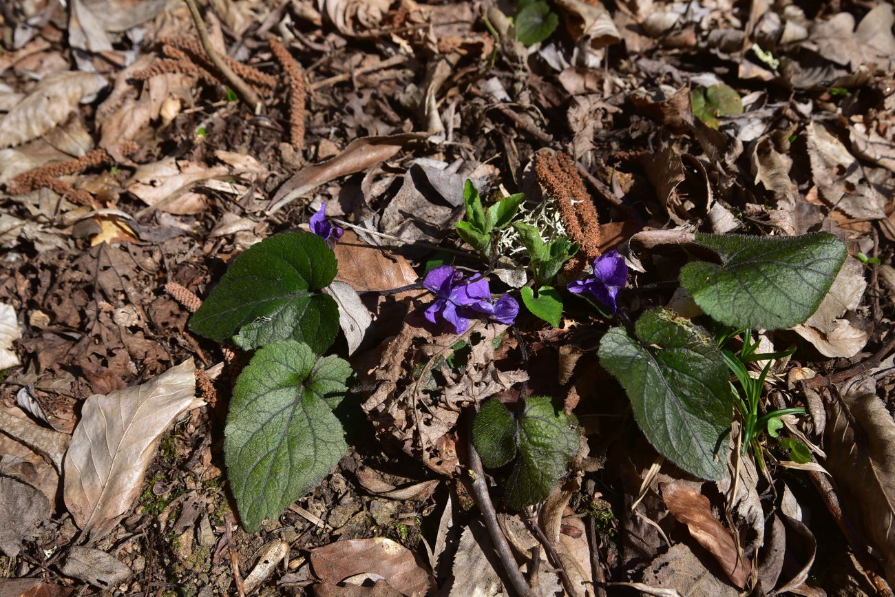 Image of Viola dehnhardtii specimen.