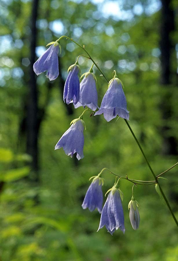 Изображение особи Adenophora pereskiifolia.