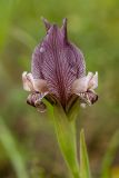 Iris acutiloba. Цветок. Дагестан, Кумторкалинский р-н, дол. р. Шураозень, степной склон. 28.04.2026.