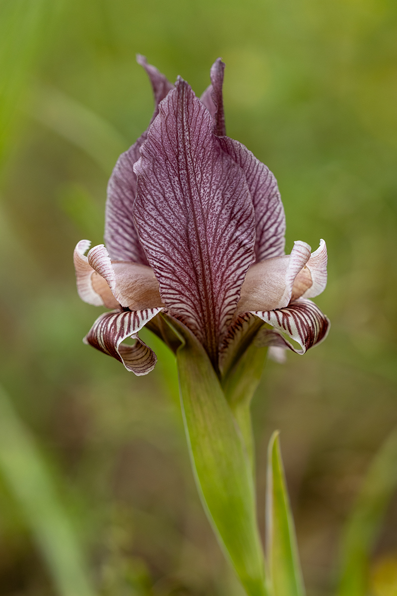 Изображение особи Iris acutiloba.