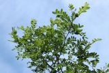 genus Robinia