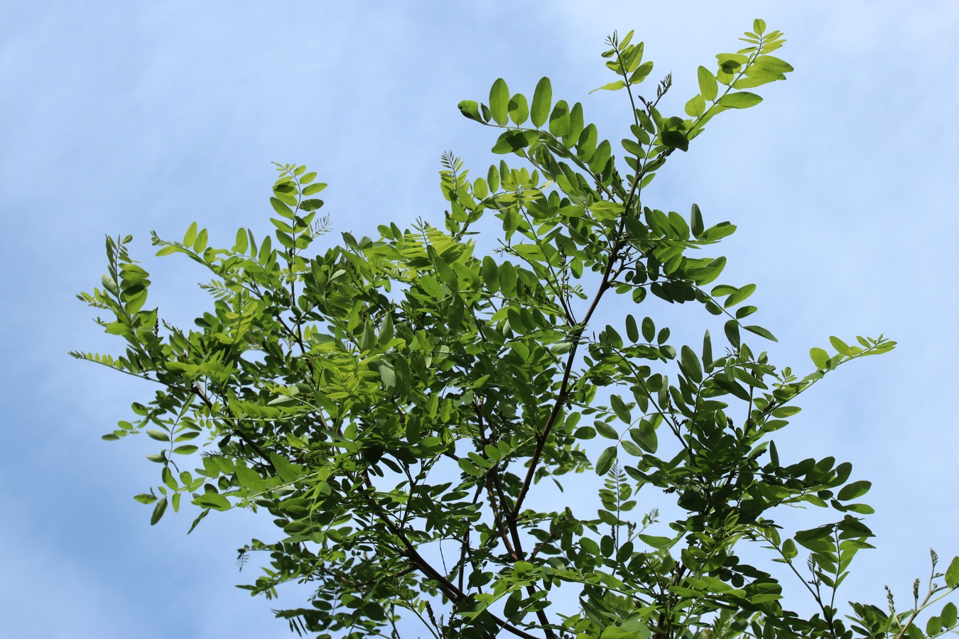 Image of genus Robinia specimen.