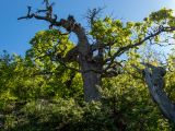 Смотреть изображение Quercus petraea