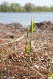Phragmites australis