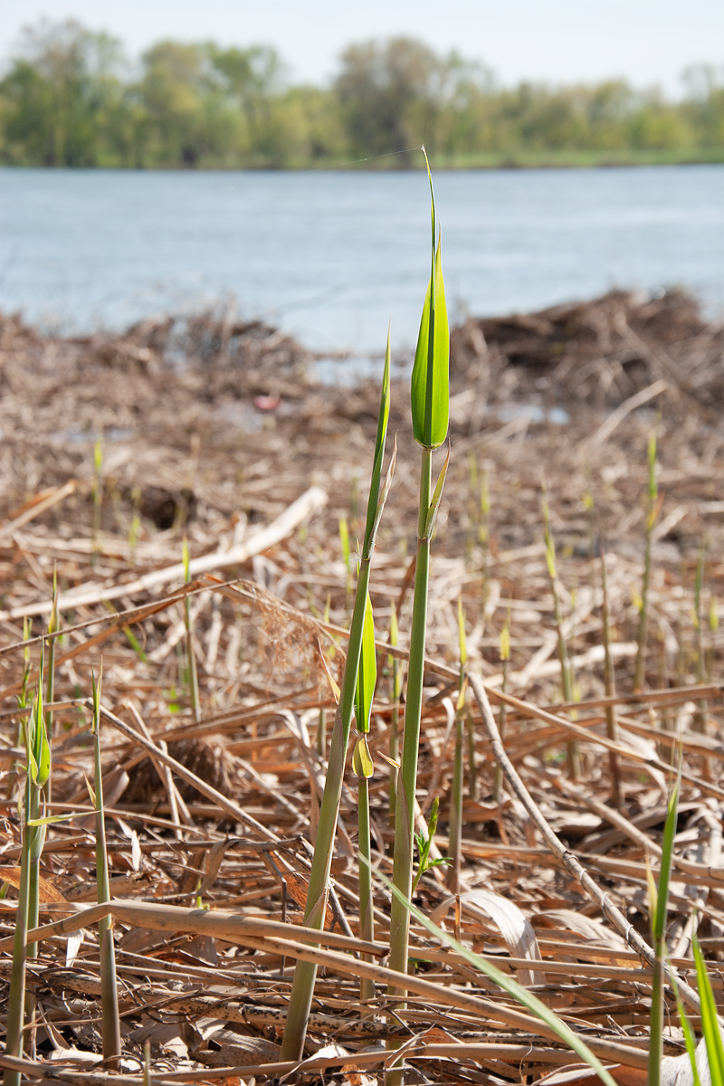Image of Phragmites australis specimen.