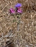 Cynara algarbiensis