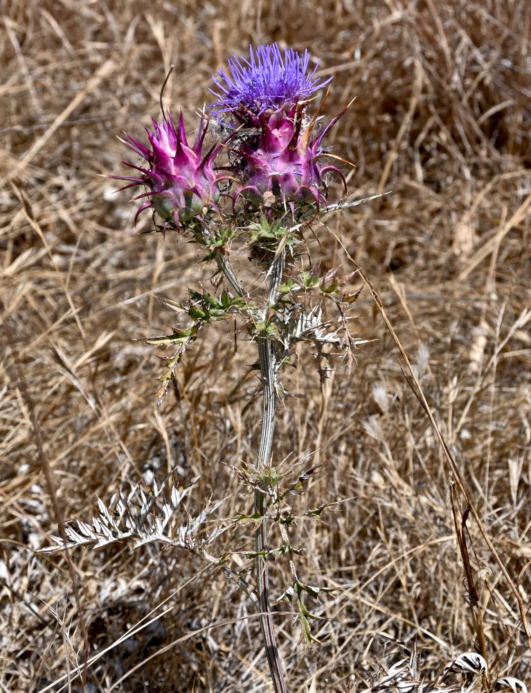 Image of genus Cynara specimen.