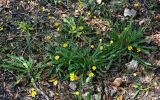Crepis capillaris. Цветущие и плодоносящие растения. Португалия, округ Авейру, природный парк Бусаку, ≈ 500 м н.у.м., опушка лиственного леса. 14.06.2026.