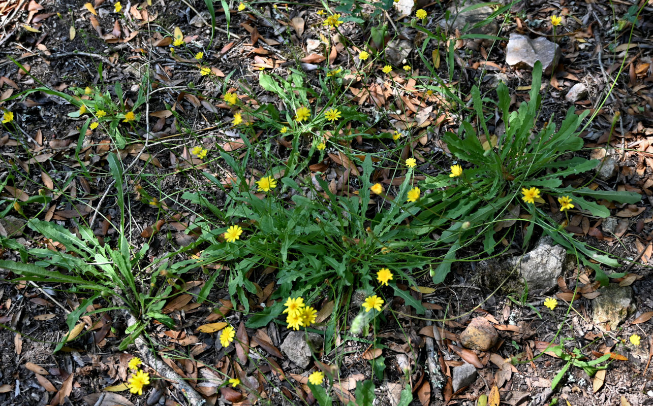 Image of Crepis capillaris specimen.