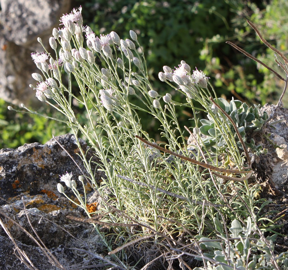 Image of Jurinea stoechadifolia specimen.