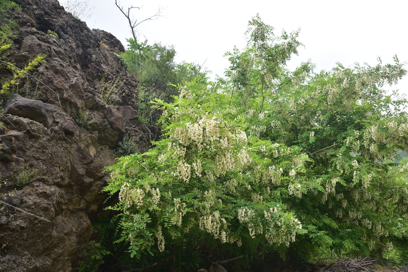 Image of Robinia pseudoacacia specimen.