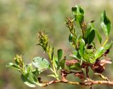 Salix phlebophylla
