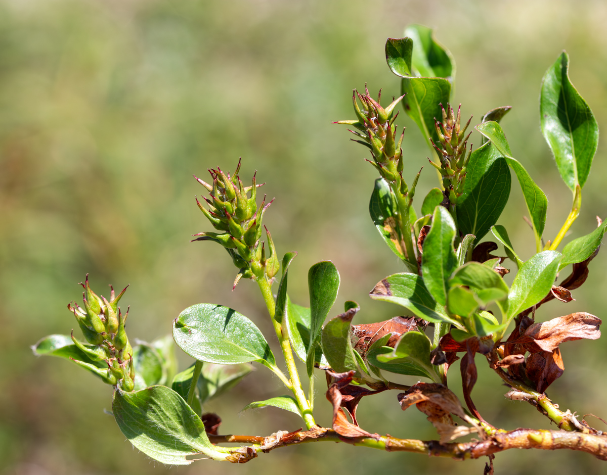 Image of Salix phlebophylla specimen.