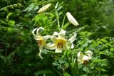 genus Lilium. Верхушка цветущего растения. Турция, ил Артвин, окр. дер. Кашикли, склон, который спускается к р. Корпусу от мечети, опушка зарослей. 12 июня 2026 г.