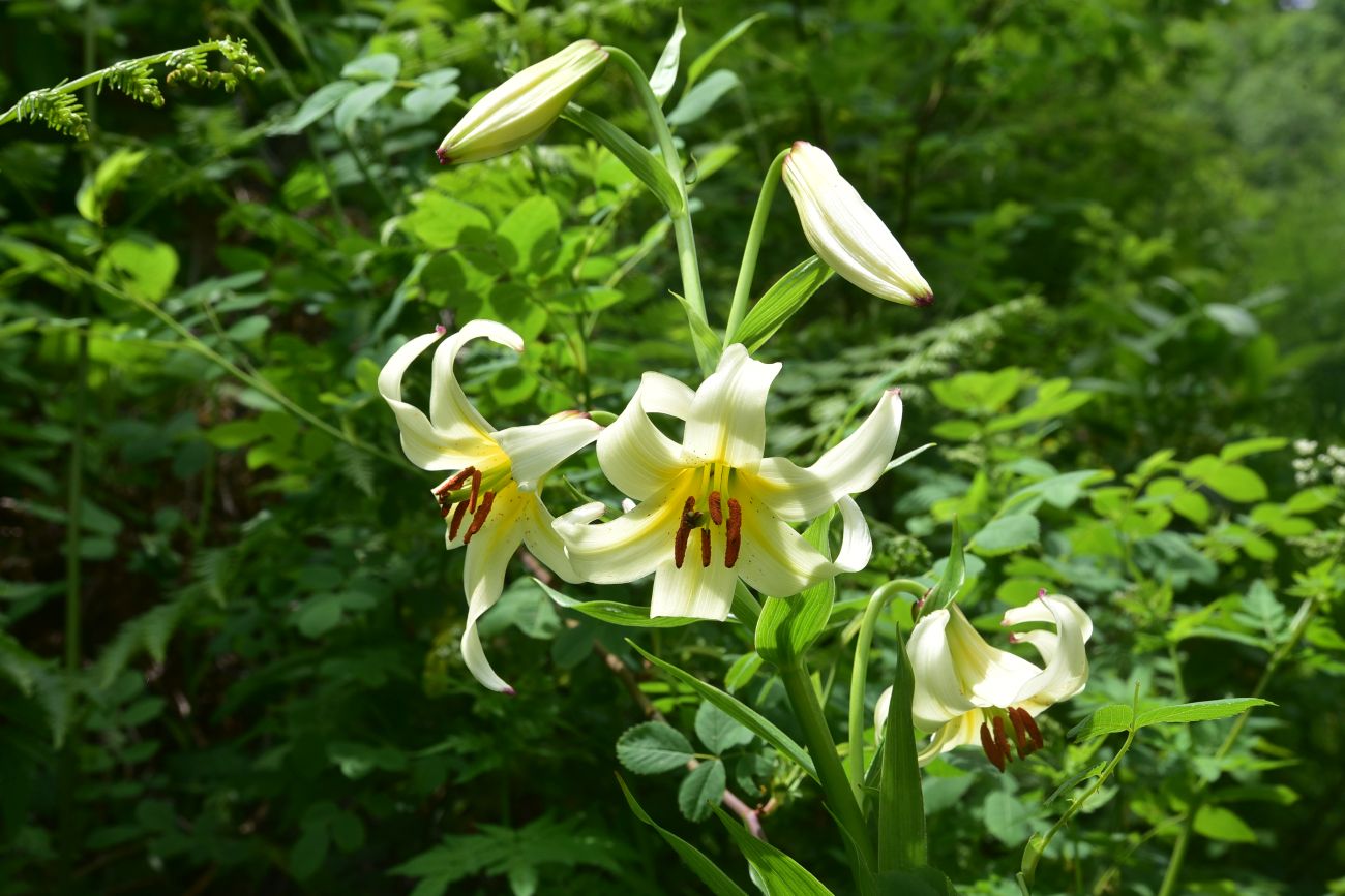 Image of genus Lilium specimen.