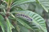 Eriobotrya japonica. Часть листа с гусеницей. Китай, пров. Хунань, Сянси-Туцзя-Мяоский автономный округ, окр. г. Фэнхуан, окр. Южной Китайской стены. 09.10.2017.