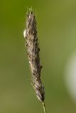Image of taxon representative. Author is Илья Михеев