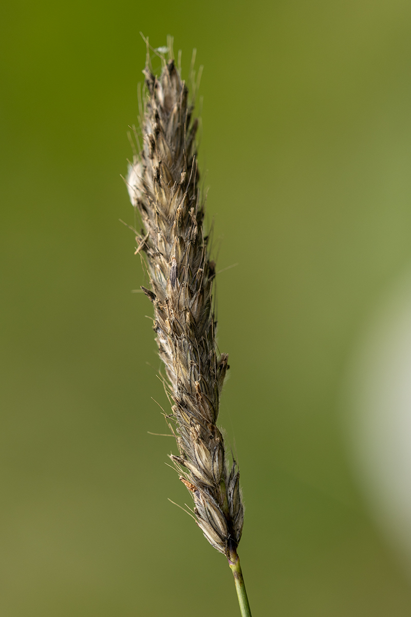 Image of familia Poaceae specimen.