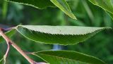 Cerasus subhirtella. Лист ('Pendula'). Краснодарский край, г. Сочи, парк \"Дендрарий\". 17.08.2026.