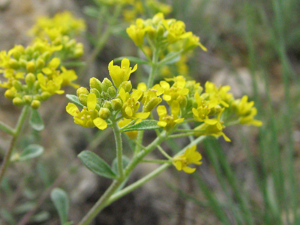 Image of Odontarrhena tortuosa specimen.