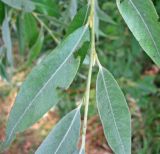 Salix alba