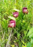 Cypripedium macranthos. Цветущие растения. Новосибирская обл., Искитимский р-н, пгт Линёво, опушка берёзового колка. Июнь 2010 г.