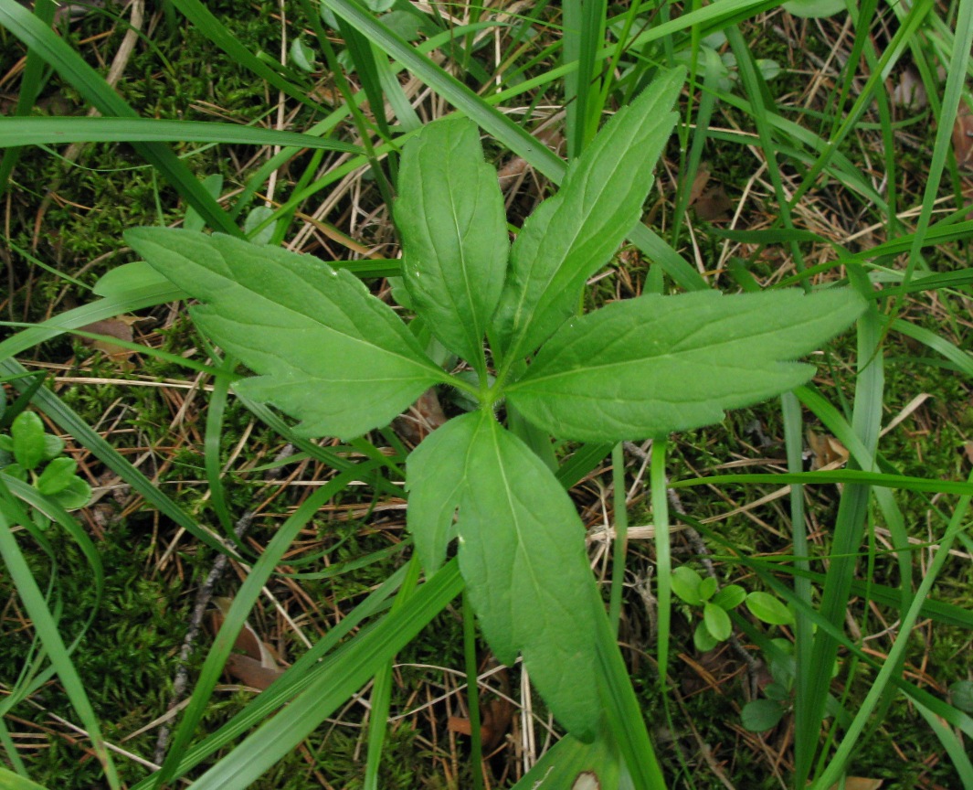 Изображение особи Viola dactyloides.