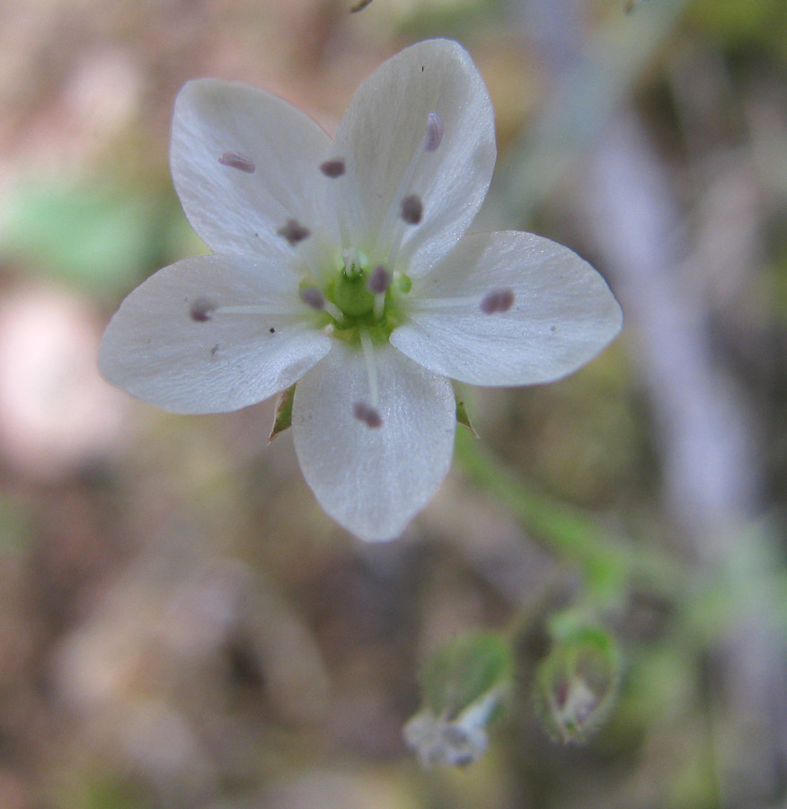 Изображение особи Minuartia uralensis.