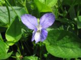 Viola ruppii