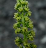 Image of taxon representative. Author is Надежда Замкова